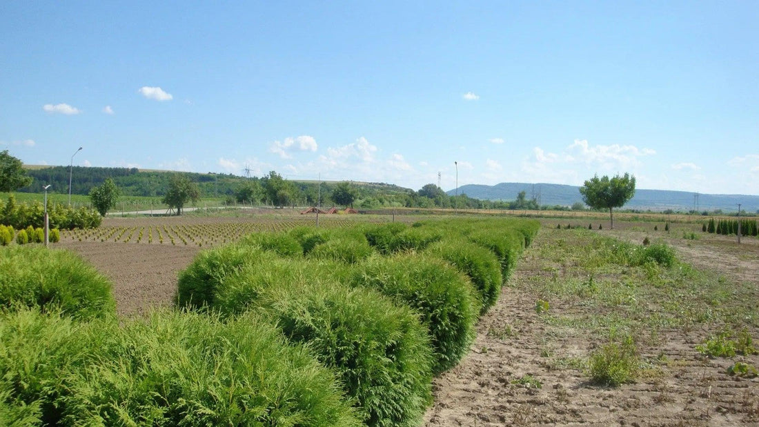 Tuia "Globosa" 0.50 - 0.60 m / Thuja occidentalis "Globosa" / gradina-noastra