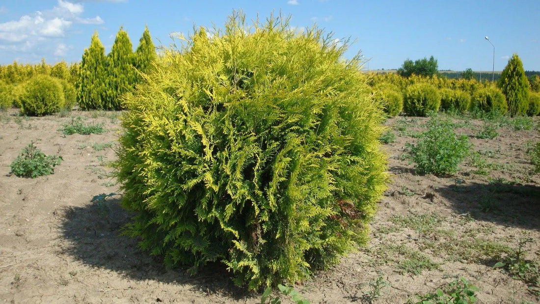 Tuia "Golden Globe" 0.40 - 0.50 m / Thuja occidentalis "Golden Globe" / gradina-noastra