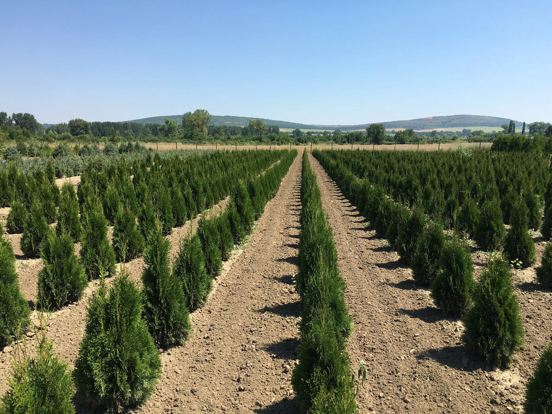 Tuia Smaragd 1.40 - 1.50 m / Thuja Occidentalis Smaragd / gradina-noastra