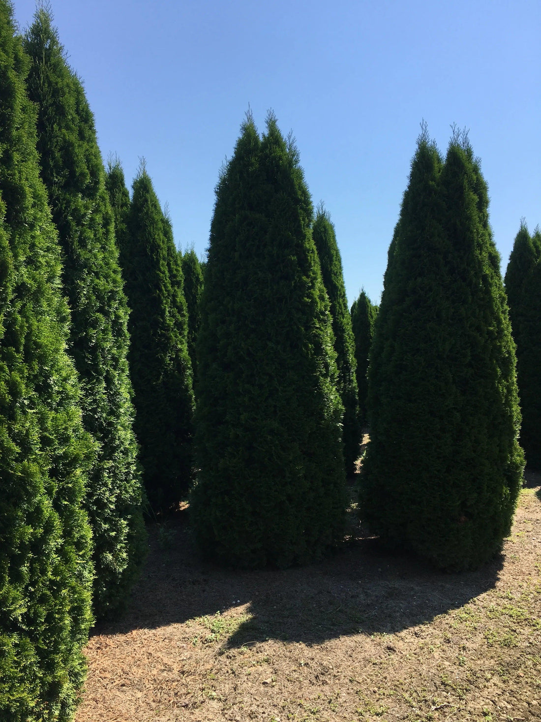 Tuia Smaragd 4.00 - 4.20 m /Thuja Occidentalis Smaragd/ gradina-noastra