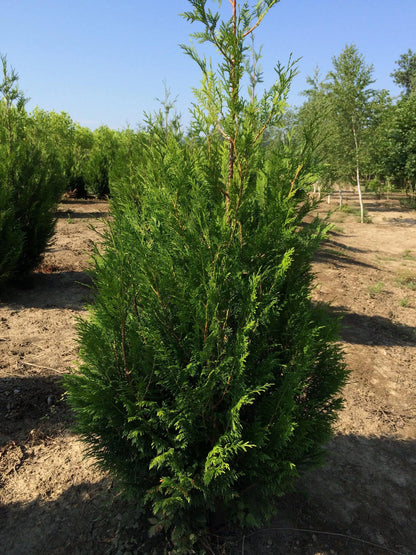 Tuia plicata &quot;Atrovirens&quot; 1.20 - 1.50 m / Thuja plicata &quot;Atrovirens&quot; / gradina-noastra