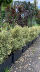 Euonymus jap. "Bravo" gard viu 0.80 - 1.20 m / Euonymus jap."Bravo"/