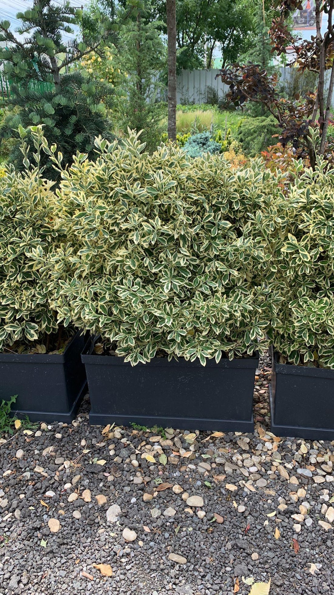 Euonymus jap. "Bravo" gard viu 0.80 - 1.20 m / Euonymus jap."Bravo"/ gradina-noastra