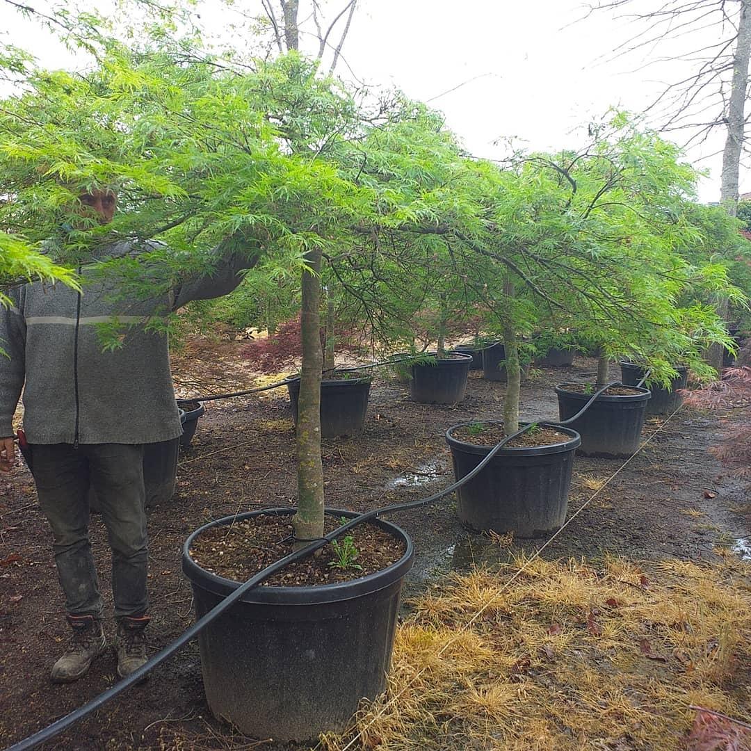 Artar japonez "Viridis" 1.70 - 2.00 m / Acer palmatum dissectum "Viridis" / gradina-noastra