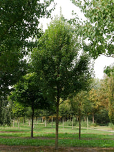 Artar rosu „Brandywine” 2.50 - 3.50 m / Acer rubrum „Brandywine” / gradina-noastra