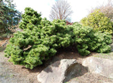 Pin japonez negru "Seyonara" 0.50 m - 0.80 m / Pinus thunbergii "Seyonara" / gradina-noastra