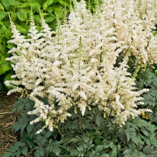 Astilbe chinensis &quot;Vision in White&quot; gradina-noastra