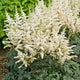 Astilbe chinensis "Vision in White"