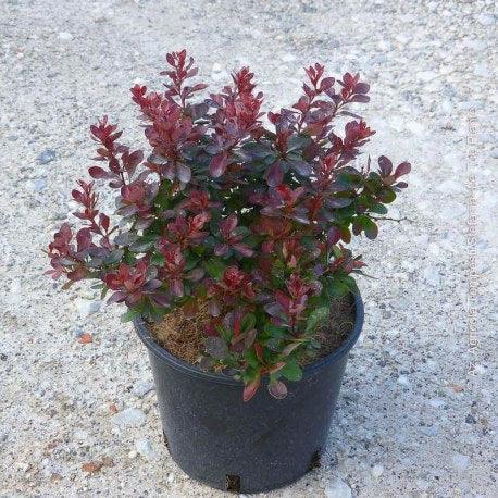 Berberis "Atropurpurea Nana" 0.20 - 0.25 m /Berberis thunbergii "Atropurpurea Nana"/ gradina-noastra