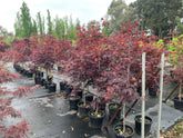 Artar japonez "Bloodgood" 1.00 - 1.30 m / Acer palmatum "Bloodgood" / gradina-noastra