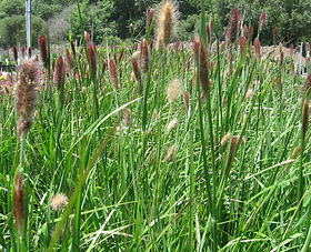 Pennisetum alopecuroides &quot;Red Bunny Tales&quot; 0.20 - 0.30 m / Pennisetum alopecuroides &quot;Red Bunny Tales&quot;/
