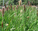 Pennisetum alopecuroides "Red Bunny Tales" 0.20 - 0.30 m / Pennisetum alopecuroides "Red Bunny Tales"/