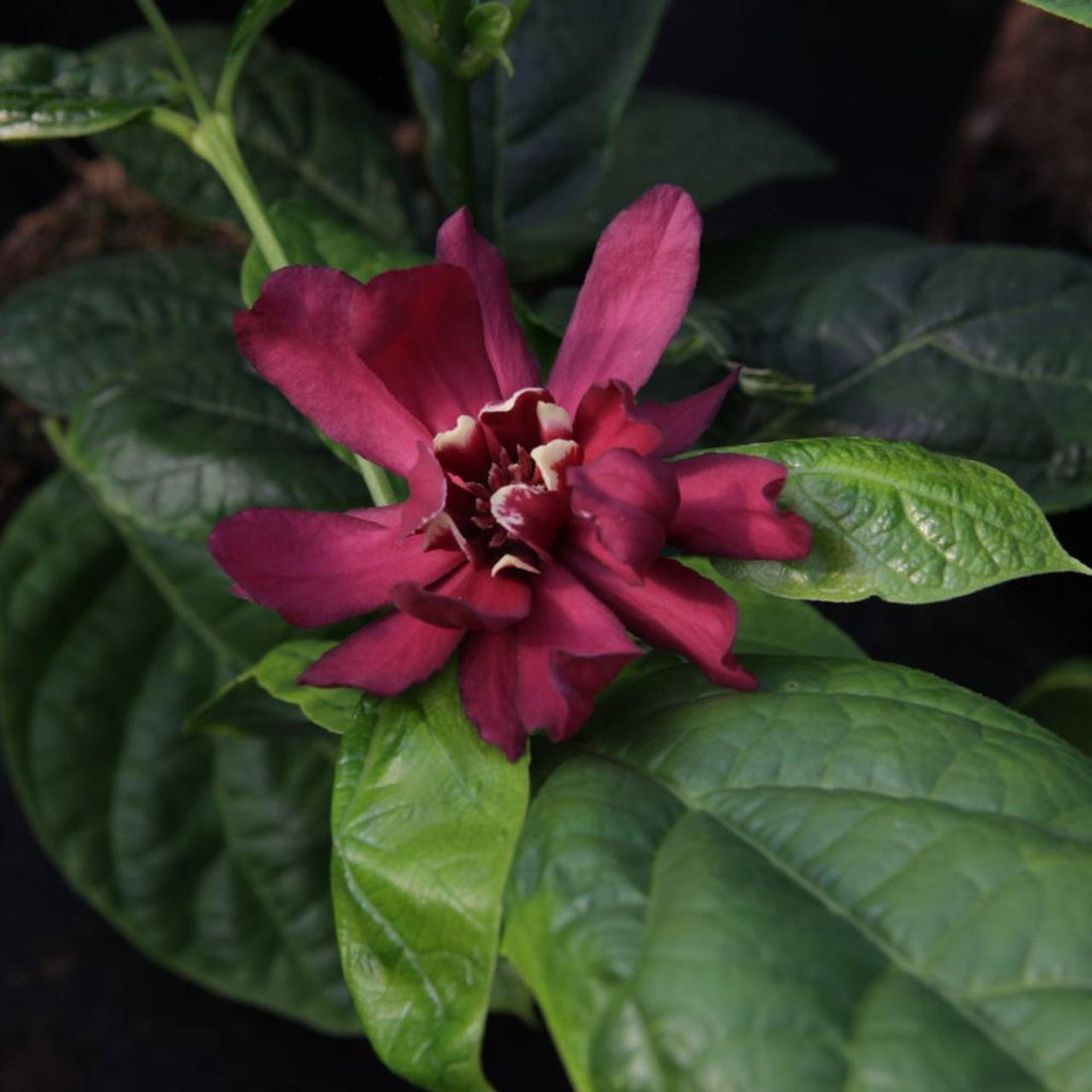 Calycanthus "Aphrodite" 1.30 - 1.50 m / Calycanthus x raulstonii "Aphrodite" / by gradina-noastra