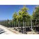 Cedru „Golden Horizon” 2.50 - 3.50 m / Cedrus deodara „Golden Horizon”/