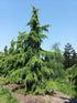 Cedru de Himalaya 2.50 - 3.00 m / Cedrus deodora / gradina-noastra
