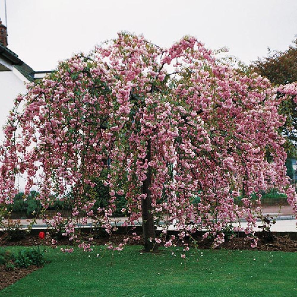 Cires japonez pendul "Kiku - Shidare - Zakura" 2.00 - 2.50 m / Prunus serrulata "Kiku - Shidare - Zakura" / gradina-noastra