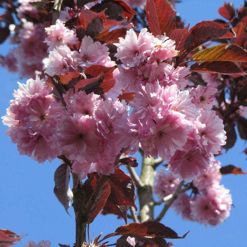 Cires japonez "Royal Burgundy" 2.00 - 2.50 m / Prunus serrulata "Royal Burgundy" / gradina-noastra