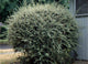 Barcoace 0.80 - 1.20 m / Cotoneaster franchetii/
