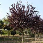 Cires japonez "Royal Burgundy" 2.00 - 2.50 m / Prunus serrulata "Royal Burgundy" / gradina-noastra