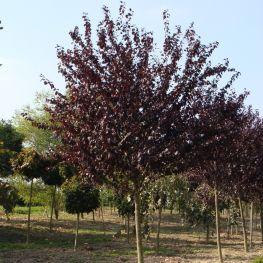 Cires japonez &quot;Royal Burgundy&quot; 2.00 - 2.50 m / Prunus serrulata &quot;Royal Burgundy&quot; / gradina-noastra