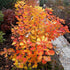 Scumpie „Golden Spirit” 0.40 - 0.60 m / Cotinus coggygria „Golden Spirit” / gradina-noastra