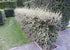 products/cotoneaster-franchetii-hedge-750x531.jpg