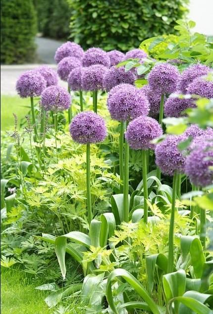 Allium "Party Balloons" Gradina Noastra