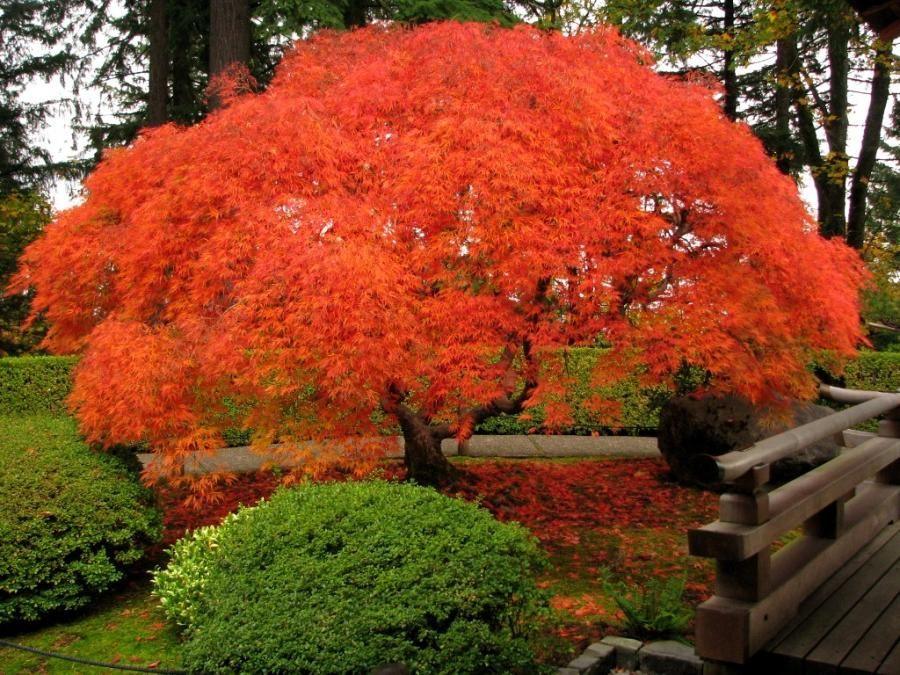 Artar japonez "Viridis" 1.70 - 2.00 m / Acer palmatum dissectum  "Viridis" / gradina-noastra
