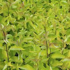 Corn "Aurea" 0.60 -1.00 m / Cornus alba „Aurea”/ by gradina-noastra