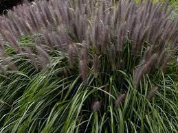 Pennisetum alopecuroides "Red Head" 0.20 - 0.30 m / Pennisetum alopecuroides "Red Head"/
