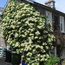 Climbing hydrangea 1.00 - 1.30 m / Hydrangea petiolaris /