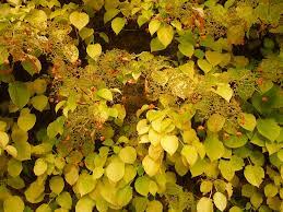 Hortensia cățărătoare 1.00 - 1.30 m / Hydrangea petiolaris /