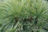 Pin strob "Nana" 1.00 - 1.50 m / Pinus strobus "Nana" / gradina-noastra