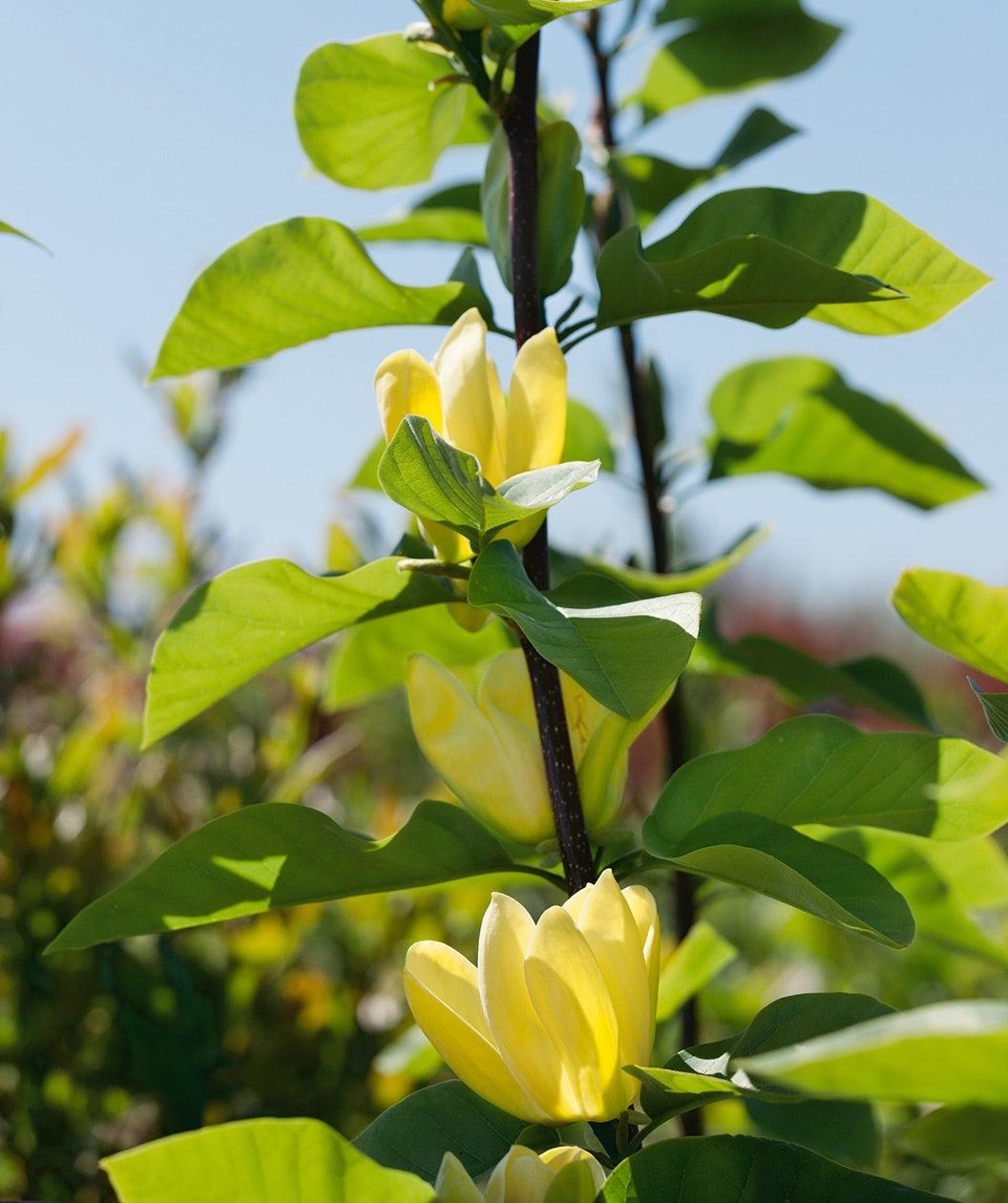 Magnolia galbena "Yellow Bird" 1.20 - 1.50 m / Magnolia x "Yellow Bird" / gradina-noastra