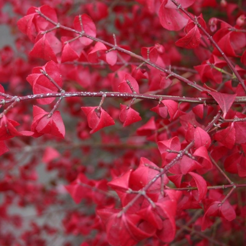 Euonymus alatus &quot;Compactus&quot;multitulpinal 1.20 - 1.50 m / Euonymus alatus &quot;Compactus&quot;  /