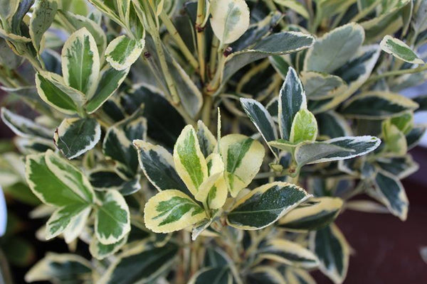 Euonymus jap. "Bravo" gard viu 0.80 - 1.20 m / Euonymus jap."Bravo"/ gradina-noastra