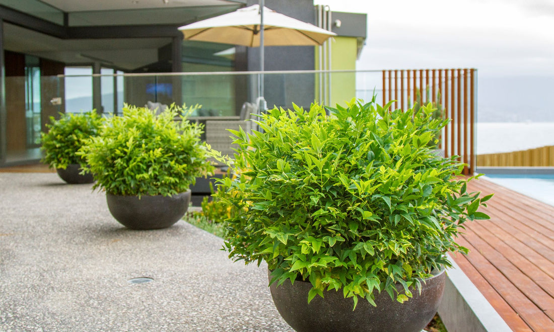 Bambus sfant " Magical " 0.40 - 0.60 m / Nandina domestica "Magical"/ by gradina-noastra