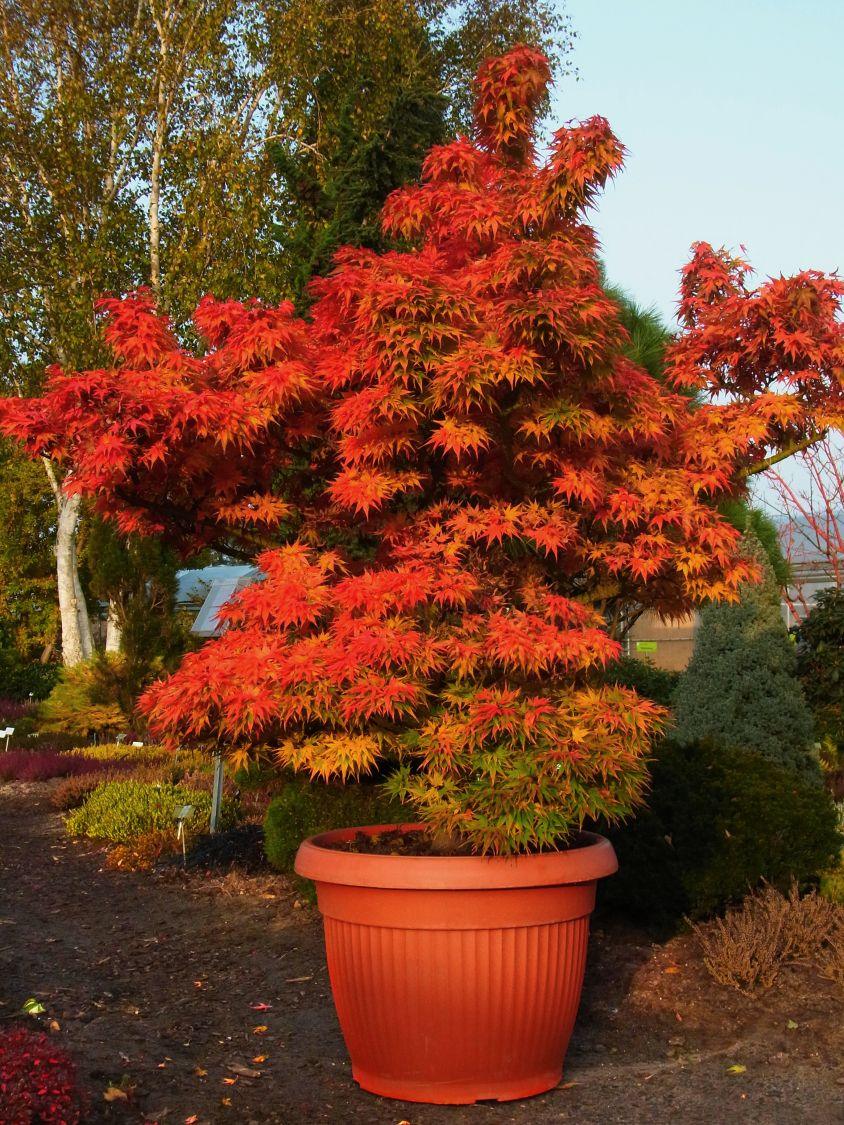 Artar japonez "Mikawa Yatsubusa" 0.60 - 0.80 m / Acer palmatum "Mikawa Yatsubusa" / gradina-noastra