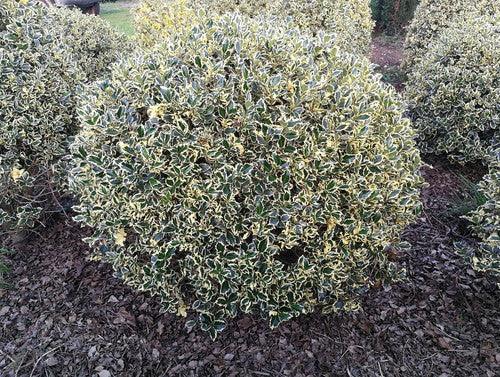 Ilex "Argenteamarginata" minge 0.80 -1.00 m / Ilex aquifolium "Argenteamarginata"/ gradina-noastra