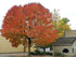 Frasin "Autumn Purple" 2.00 - 2.50 m / Fraxinus americana "Autumn Purple"/ gradina-noastra