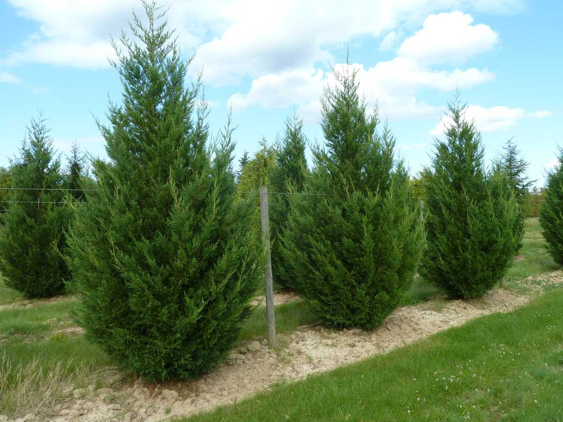 Chiparos leylandii "2001" 1.70 - 2.00 m / x Cupressocyparis leylandii "2001 - Pyramidalis" / by gradina-noastra