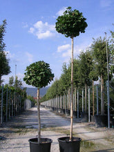 Arborele pagodelor "Mariken" 2.20 m / Ginko biloba "Mariken" / gradina-noastra