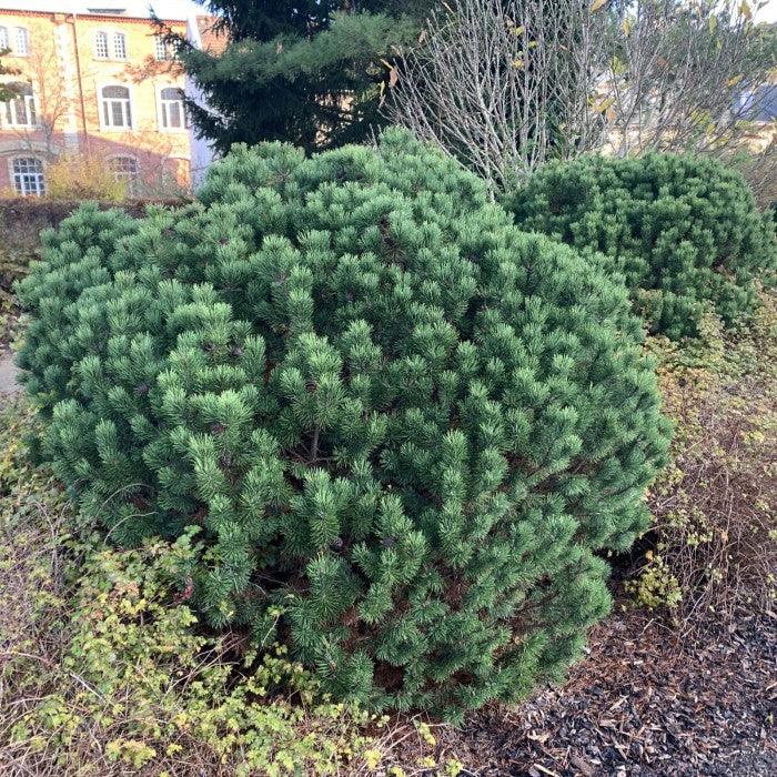 Pin pitic "Gnom" 0.50 m - 0.80 m / Pinus mugo "Gnom" / gradina-noastra