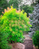 products/golden-spirit-smoketree-1-1.jpg
