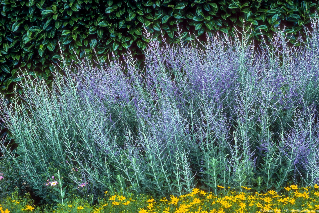 Salvie rusească "Lacey Blue" /Perovskia atriplicifolia "Lacey Blue"/ by Gradina Noastra