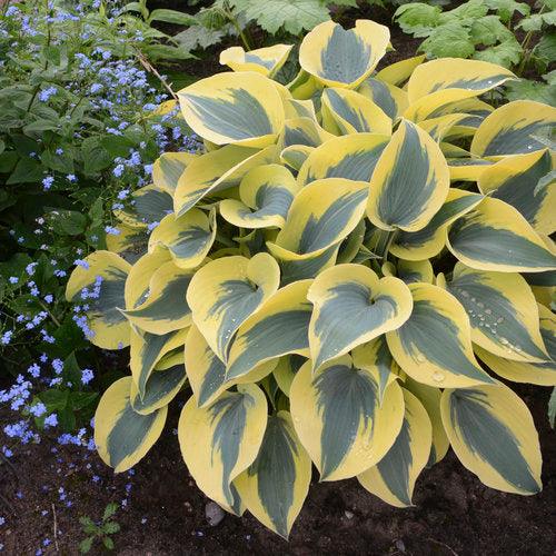 Hosta "Shadowland Autumn Frost" Gradina Noastra
