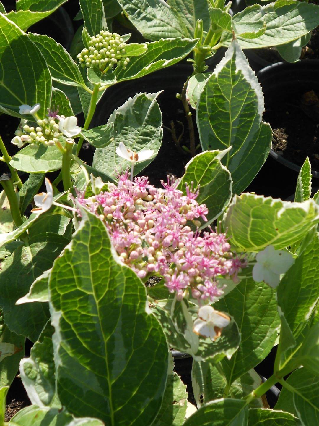 Hydrangea &quot;Tricolor&quot; 0.50 - 0.70 m / Hydrangea macr. &quot;Tricolor&quot;/