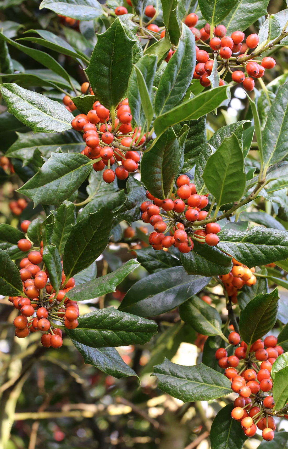 Ilex "Nellie R.Stevens" 0.50 - 0.70 m / Ilex mutchagara "Nellie R.Stevens"/ by gradina-noastra