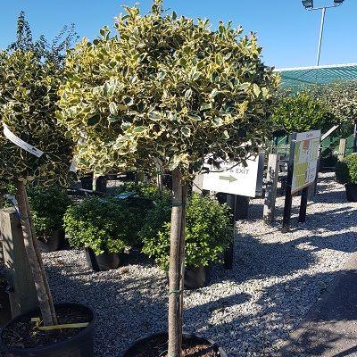 Ilex "Argenteamarginata" 1.50 -1.70 m / Ilex aquifolium "Argenteamarginata"/ gradina-noastra