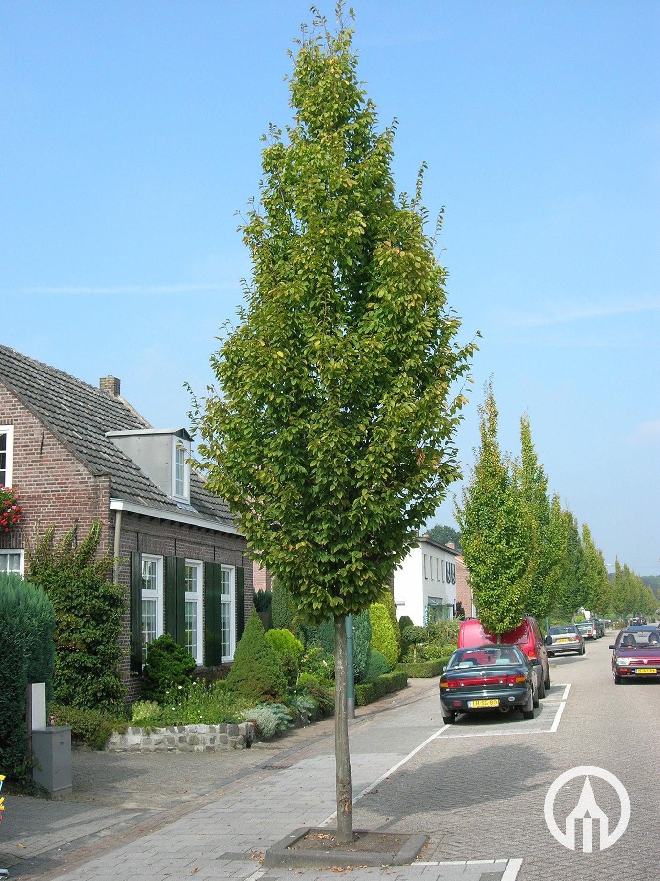 Carpen columnar arbore 3.00 - 4.00 m / Carpinus betulus &quot;Fastigiata&quot;/ gradina-noastra